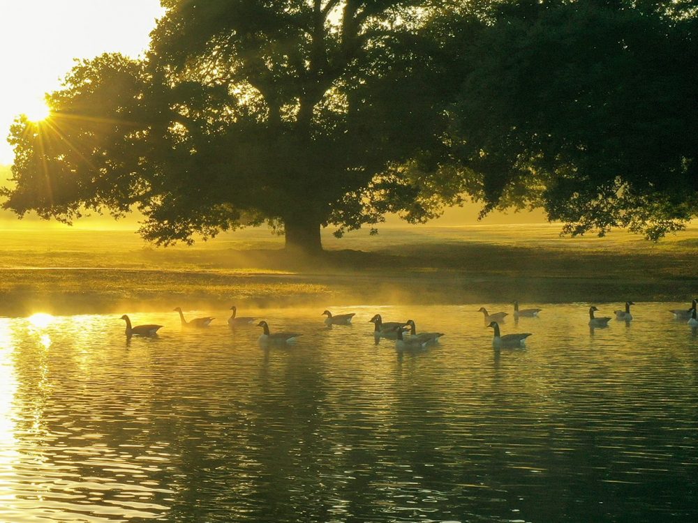 The Reed House _ Lake1